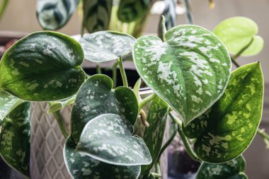 Saten pothos (scindapsus pictus) bir pencere pervazında beyaz bir çömlek içinde. Yapraklarında gümüş lekeler olan çekici bir bitkinin sarmaşıkları..