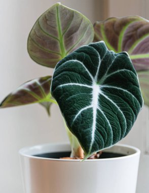 Alocasia reginula 'nın siyah kadife yaprağı. Beyaz arka planda tropik saksı bitkisi. Egzotik moda ev bitkisi ayrıntıları.