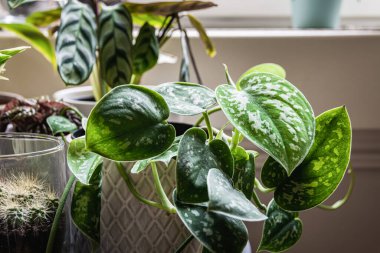 Saten pothos (scindapsus pictus) bir pencere pervazında beyaz bir çömlek içinde. Yapraklarında gümüş lekeler olan çekici bir bitkinin sarmaşıkları..