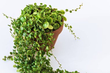 Peperomia prostrata beyaz arka planda. Modern bir apartman dairesinde, 