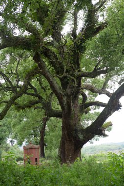 Doğada büyük bir ağaç