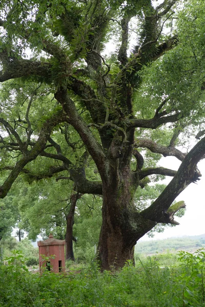 Doğada büyük bir ağaç