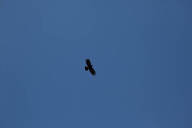 Arka planda mavi gökyüzündeki kartal