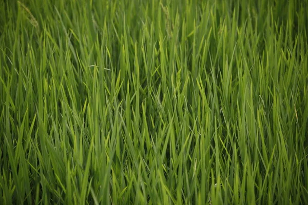 Green Lawn Close Nature Background — Stock Photo, Image