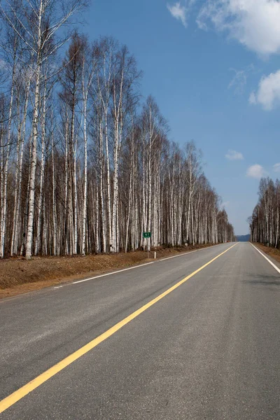 Highway Silver Birch Trees — Stock Photo, Image