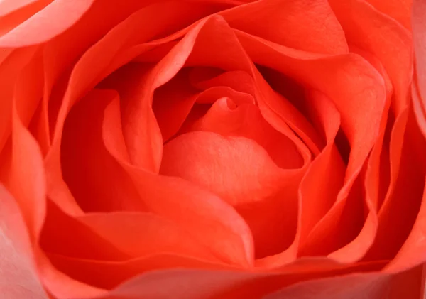 Rose Petals Closeup Background Stock Image