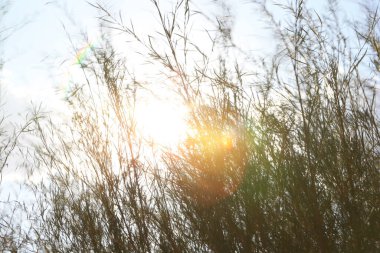 Arka planda sazlıklar ve mavi gökyüzü, kapatın