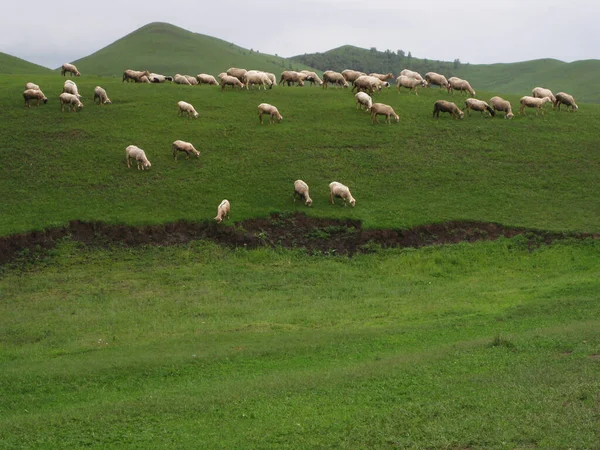 China Hebei Bashang Grasveld — Stockfoto