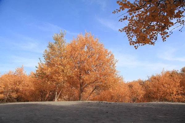 Populus Euphratica Xinjiang Chine — Photo
