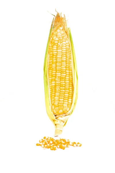 Verse Maïskolven Maïs Oren Geïsoleerd Witte Achtergrond — Stockfoto