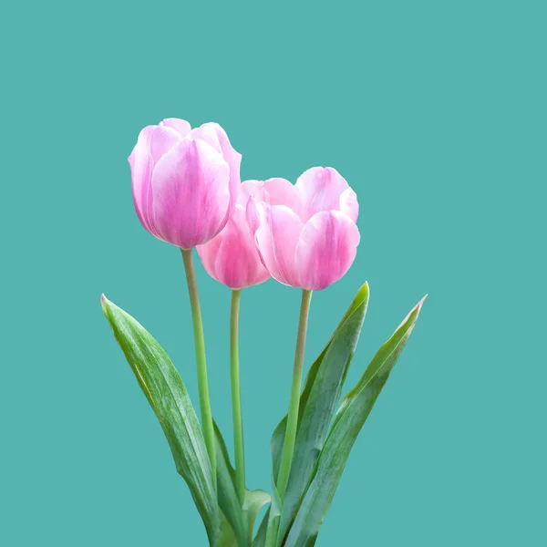 チューリップの花のフィールド Selective フォーカスのカラフルです — ストック写真