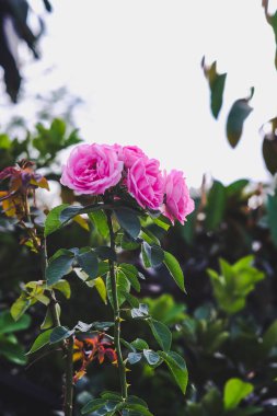 taze pembe gül bahçesinde ağaç üzerinde