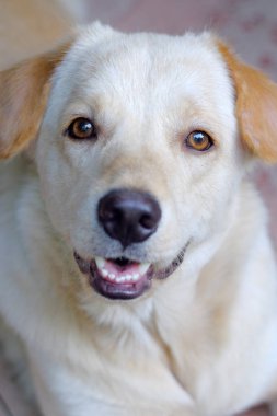 Mutlu kahverengi şirin köpek yavrusu portresi. Gülümsemek köpek kafa vurdu.