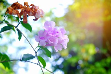 Thunbergia laurifolia, defne clockvine veya mavi trompet asma ot .