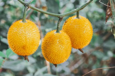 Taze Bebek nefesi meyve ağacı üzerinde kapıdan çiftlik