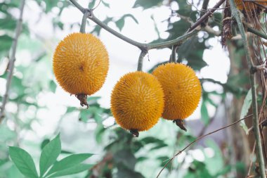 Taze Bebek nefesi meyve ağacı üzerinde kapıdan çiftlik
