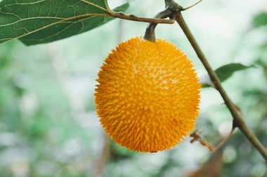 Taze Bebek nefesi meyve ağacı üzerinde kapıdan çiftlik
