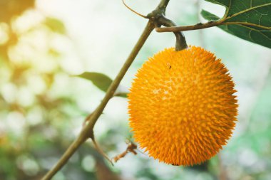 Taze Bebek nefesi meyve ağacı üzerinde kapıdan çiftlik