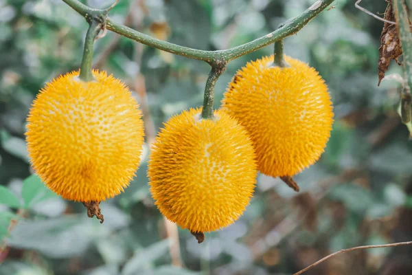 Taze Bebek nefesi meyve ağacı üzerinde kapıdan çiftlik