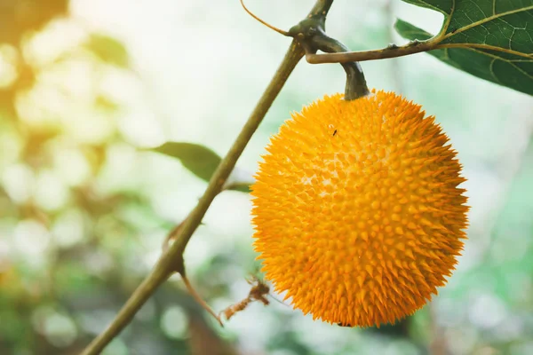 Taze Bebek nefesi meyve ağacı üzerinde kapıdan çiftlik