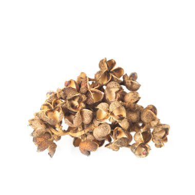 Zanthozylum limonella Alston ot test sıcak ve baharat beyaz arka plan üzerinde