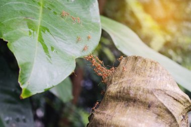 Karınca köprüdür Bahçe, ekip güç kavramı