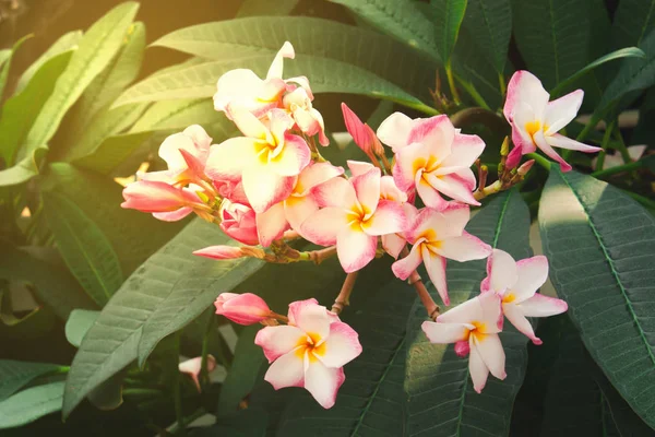 Beautiful Group White Pink Flowers Frangipani Plumeria Sunny Day Natural — Stock Photo, Image