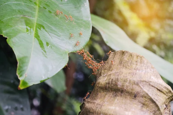 Karınca köprüdür Bahçe, ekip güç kavramı