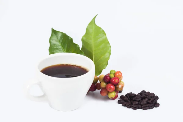 Fresh Coffee Beans Cup Hot Coffee Concept Food Drink — Stock Photo, Image