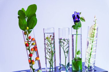 Küçük tüp biyoteknoloji Tıp araştırma tesislerinde.