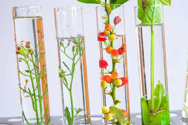 Pequeñas Plantas Tubo Ensayo Para Investigación Medicina Biotecnológica —  Fotos de Stock