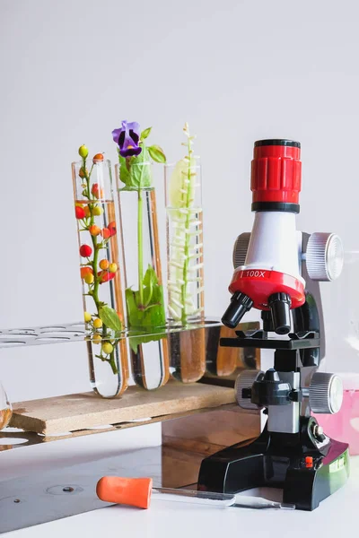 Mikroskop Mały Zakład Probówce Koncepcja Laboratorium Biotechnologii — Zdjęcie stockowe