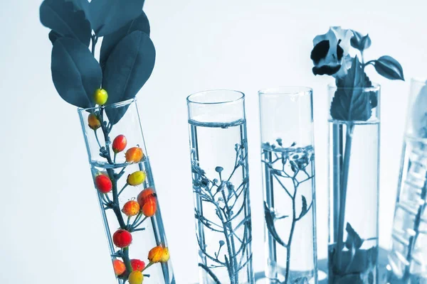 Malé Rostliny Zkumavce Pro Biotechnologický Výzkum Medicína — Stock fotografie