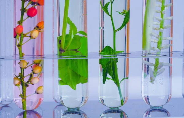 Pequeñas Plantas Tubo Ensayo Para Investigación Medicina Biotecnológica —  Fotos de Stock