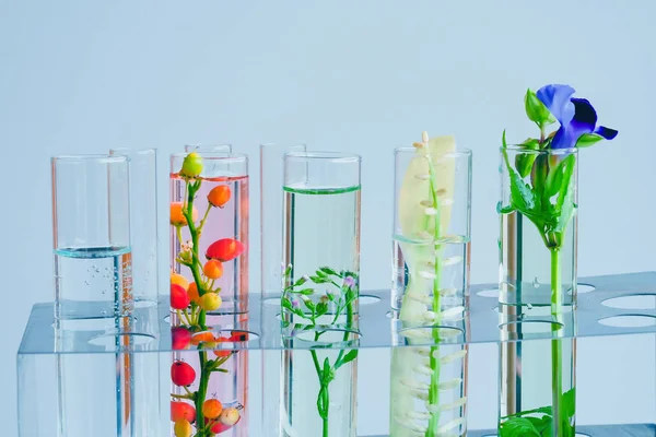 Malé Rostliny Zkumavce Pro Biotechnologický Výzkum Medicína — Stock fotografie