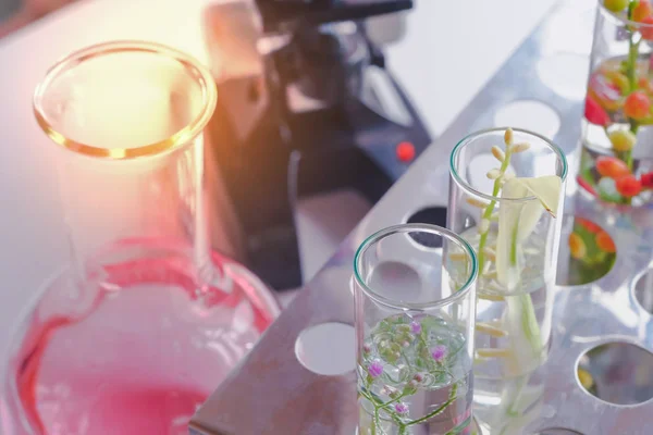 Pequeñas Plantas Tubo Ensayo Para Investigación Medicina Biotecnológica —  Fotos de Stock