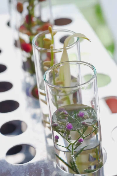 Small Plants Test Tube Biotechnology Medicine Research — Stock Photo, Image