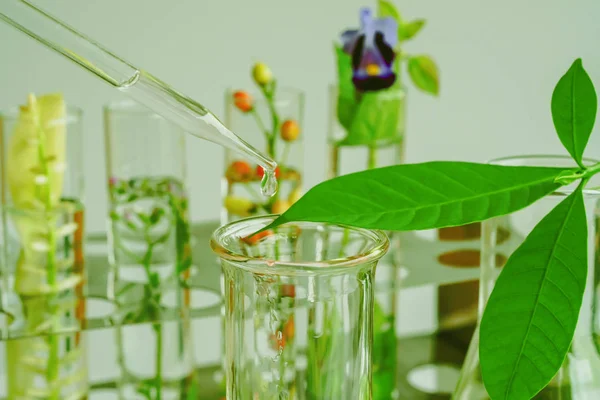 Pipette Dropping Test Tube Sample Chemical Herbal Plants Bio Technology — Stock Photo, Image