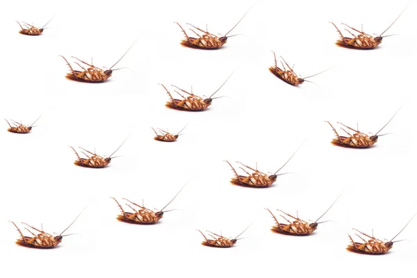 Beyaz Arka Planda Ölü Hamamböceği — Stok fotoğraf