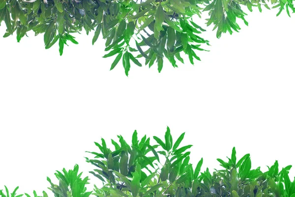 Зеленый Лист Белом Фоне Изолирован — стоковое фото
