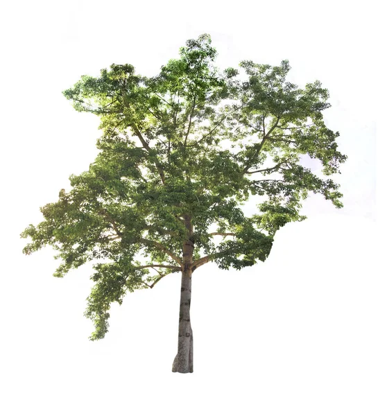 Wielkie Drzewo Białym Tle Izolować — Zdjęcie stockowe