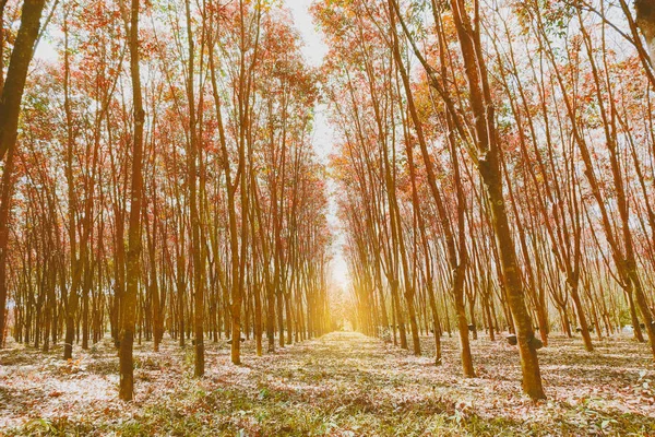 stock image Rain forest of rubber plantation tree with red leave .