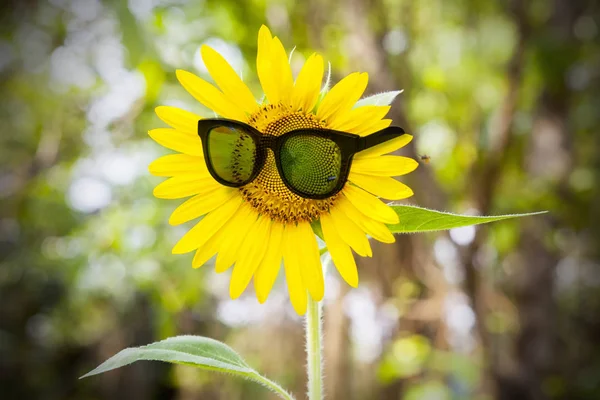Schöne Sonnenblume Mit Sonnenbrille Über Bokeh Hintergrund — Stockfoto