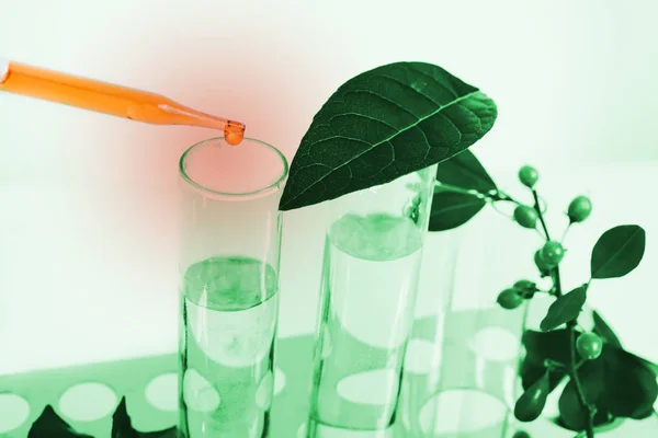 Pipette Dropping Test Tube Sample Chemical Herbal Plants Bio Technology — Stock Photo, Image