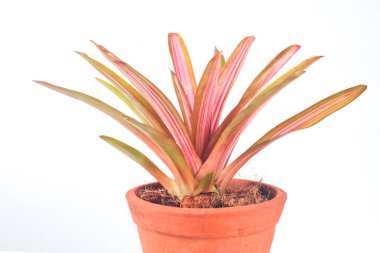 cins bromeliad kil pot beyaz arka planda renkli.