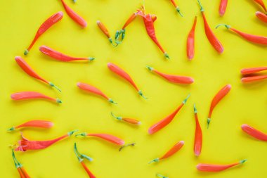 Renk arka plan üzerinde turuncu çiçekler.