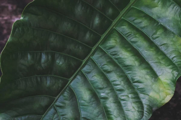 Närbild Tropiska Grönt Blad Natur Bakgrund — Stockfoto