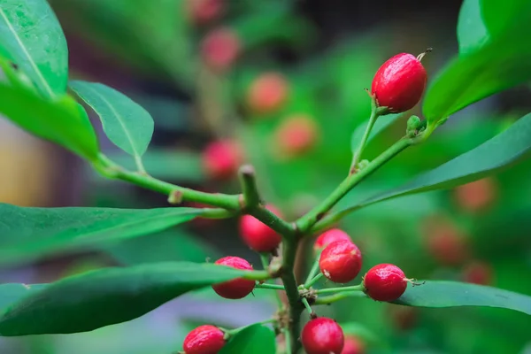 Oranger Rouge Fruitier Dans Champ Nature — Photo