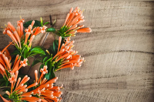 Orange Flowers Old Wood Background — Stock Photo, Image