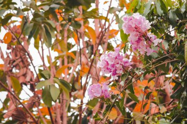 Büyük ağaç doğa parkı pembe flora çiçekler .